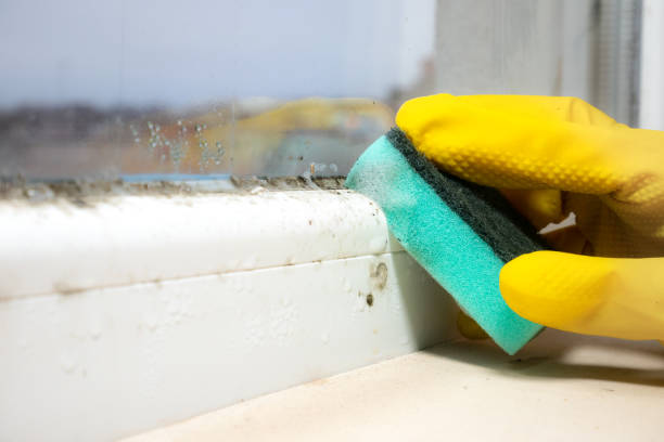 Elgin, SC Mold Removal Company